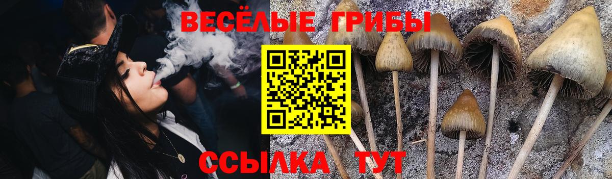Псилоцибиновые грибы Psilocybine cubensis Кызыл